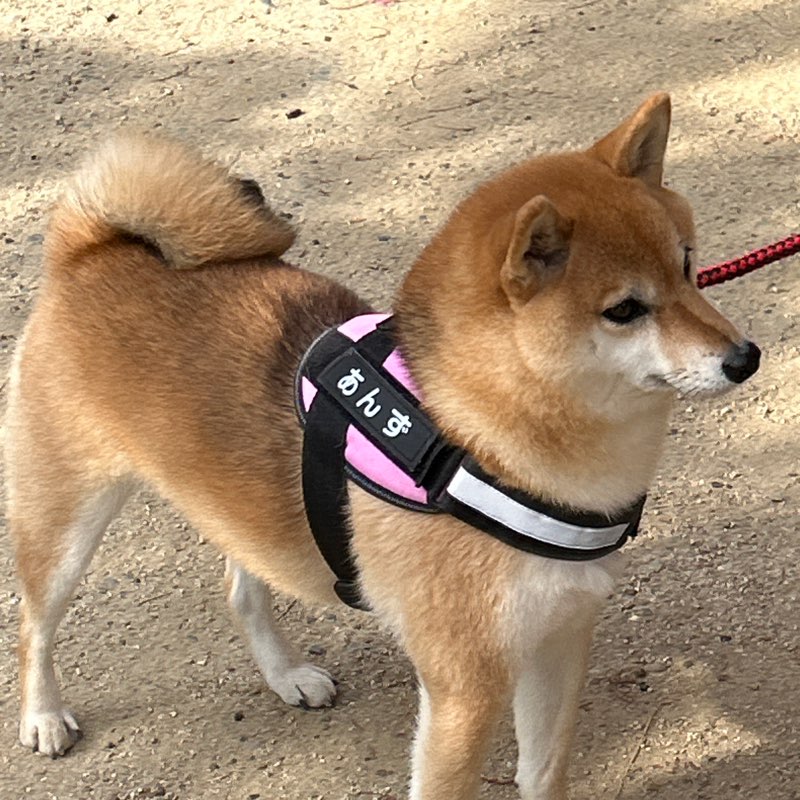 どんぐり🐿☘️ profile