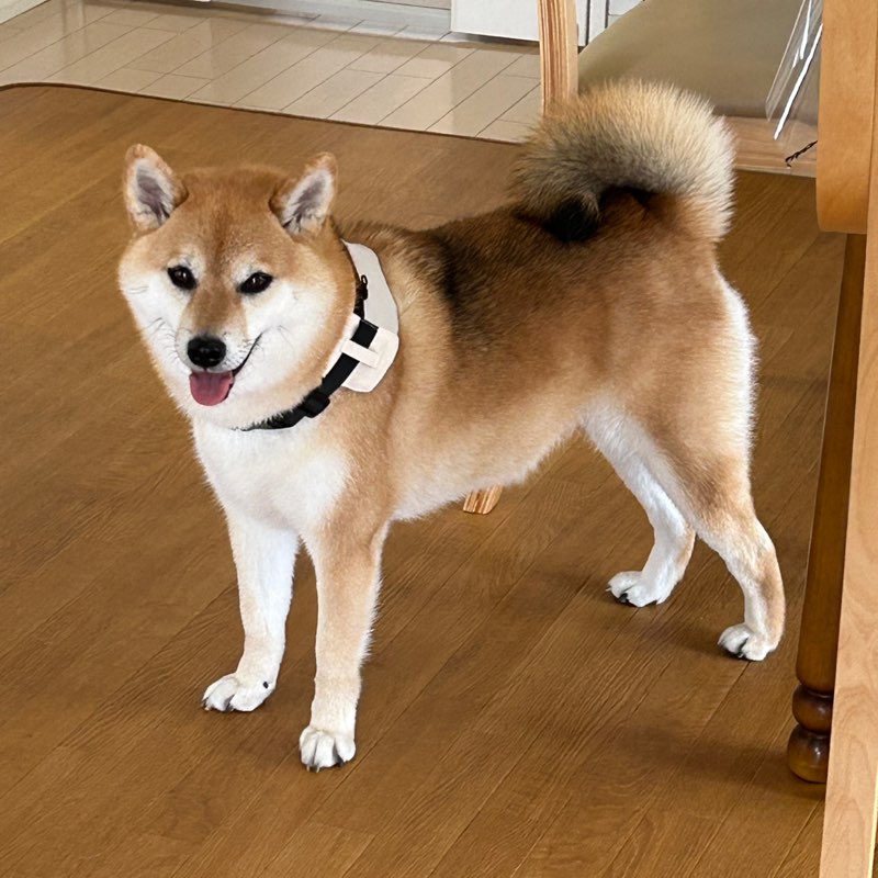 杏