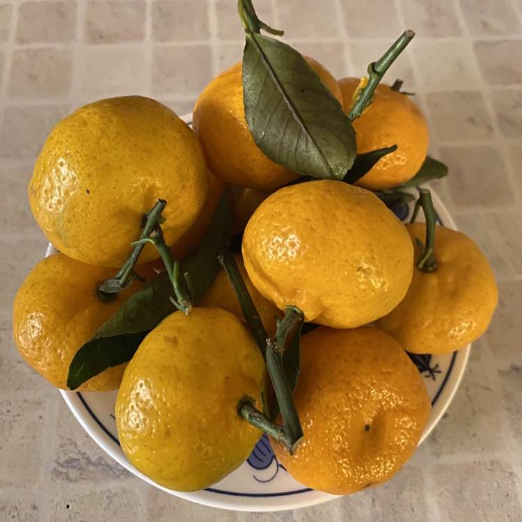 🐯Nellya🐯 post 2