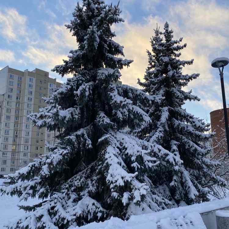 🐯Nellya🐯 post 1