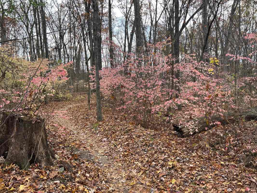 walking near me in Nockamixon State Park in autumn