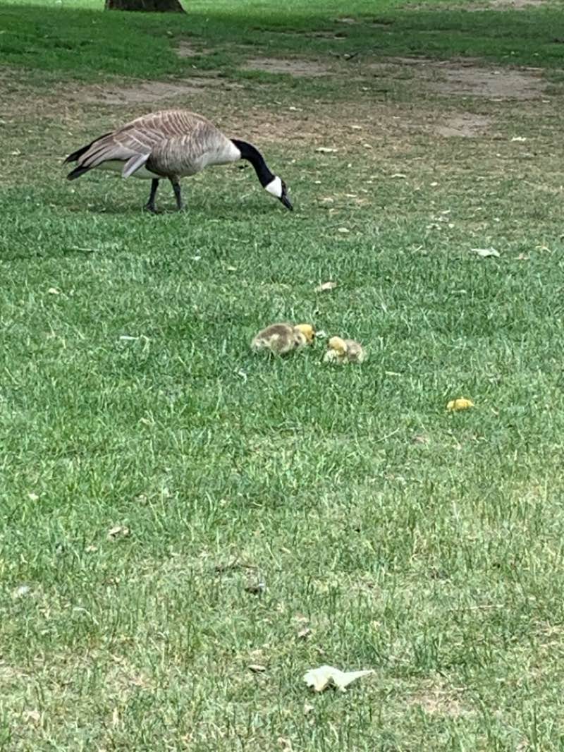 walking near me in Mcdonald Park in summer