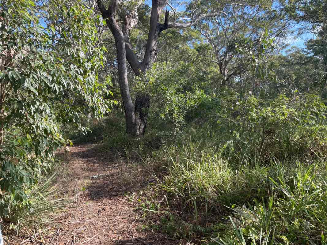 walking near me in Anzac Park in autumn