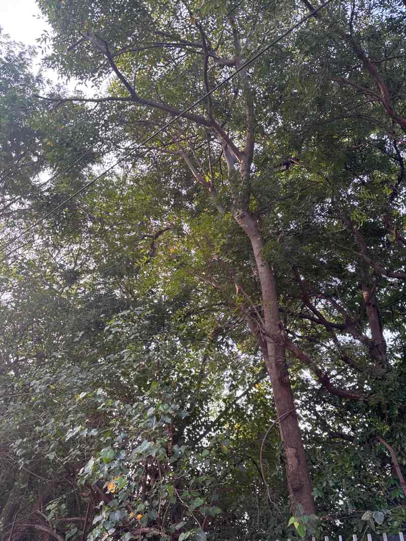 walking near me in Tholkappiar Ecological Park in winter