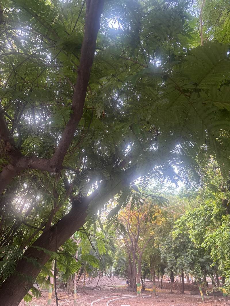 walking near me in Nageswara Rao Park in spring