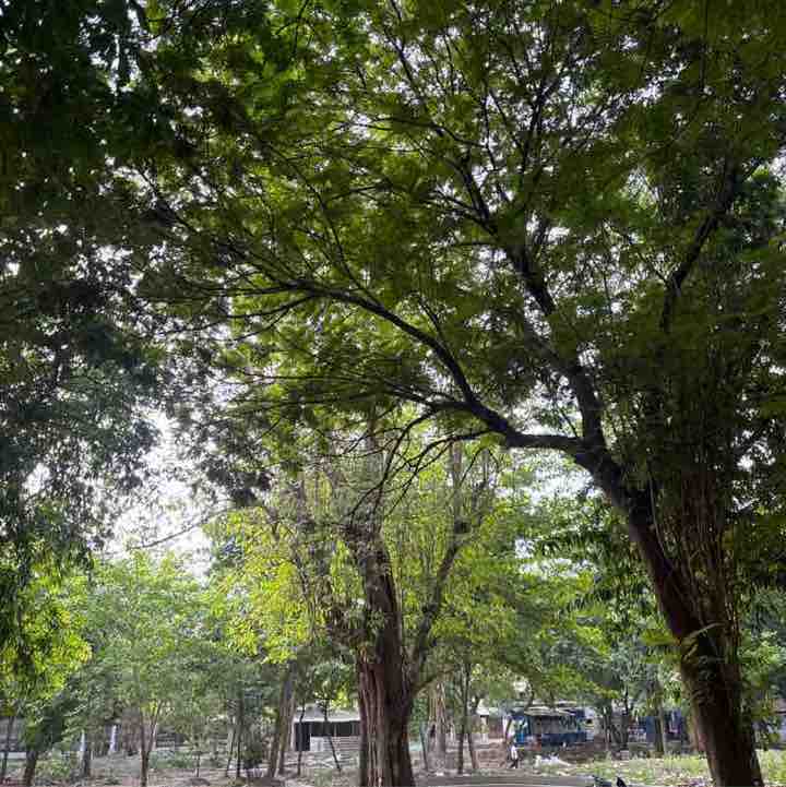 Viswanathan post 1