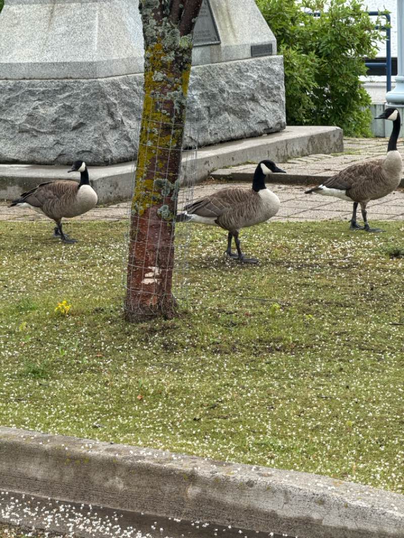walking near me in Kam River Park in summer