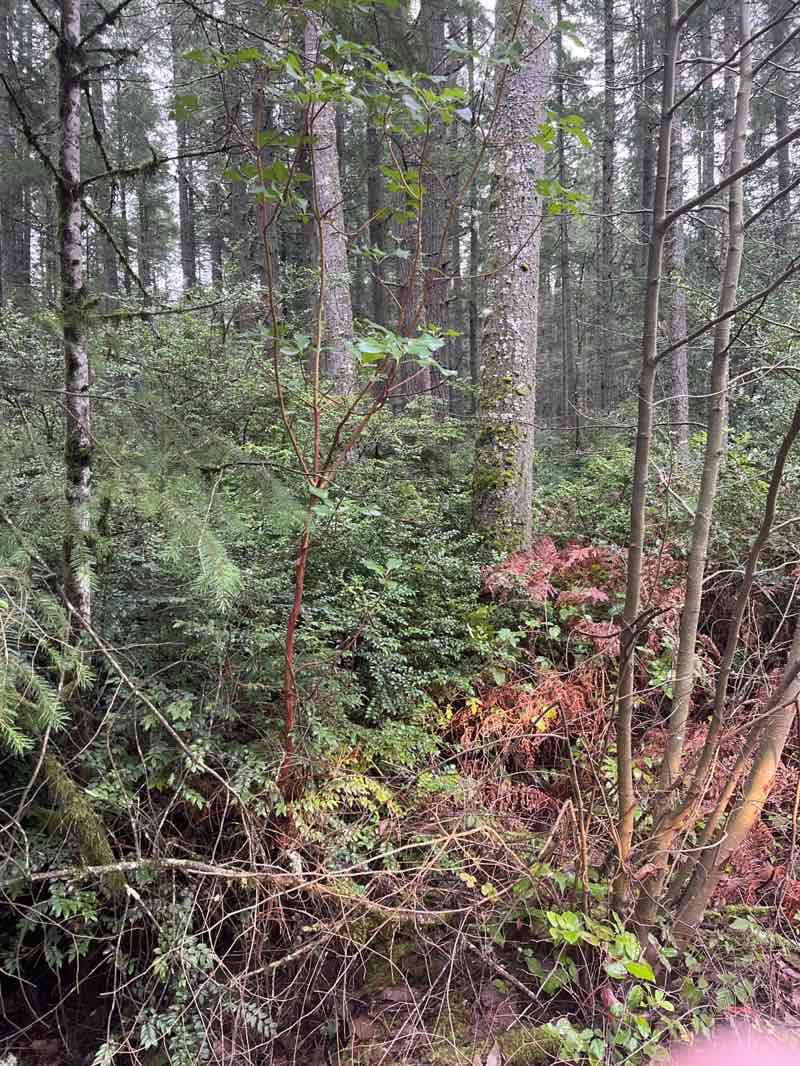 walking near me in McCormick Forest Park in winter