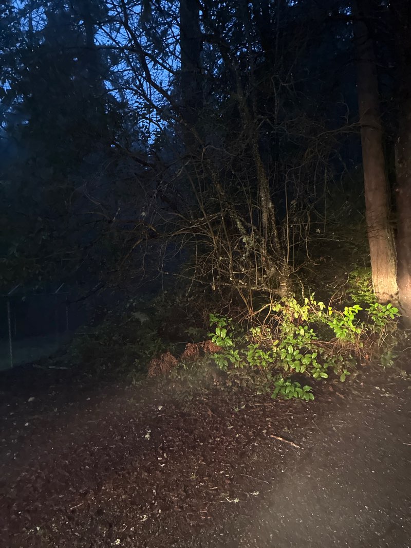 walking near me in Grandview Forest Park in spring