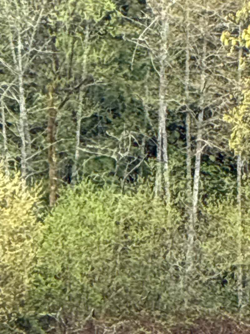 walking near me in Crescent Creek Park in spring