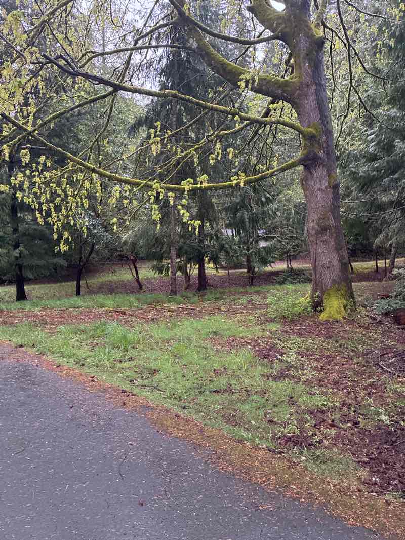 walking near me in Grandview Forest Park in spring