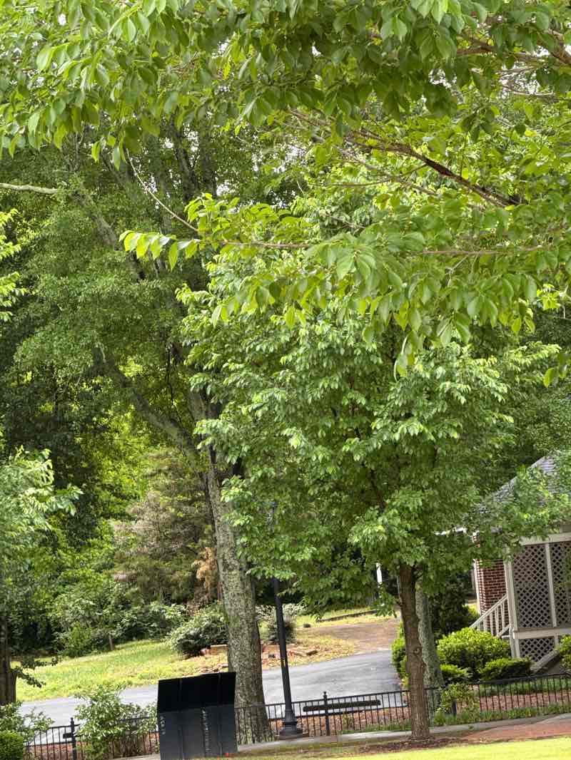 walking near me in Gwinnett County Bicentennial Plaza in spring