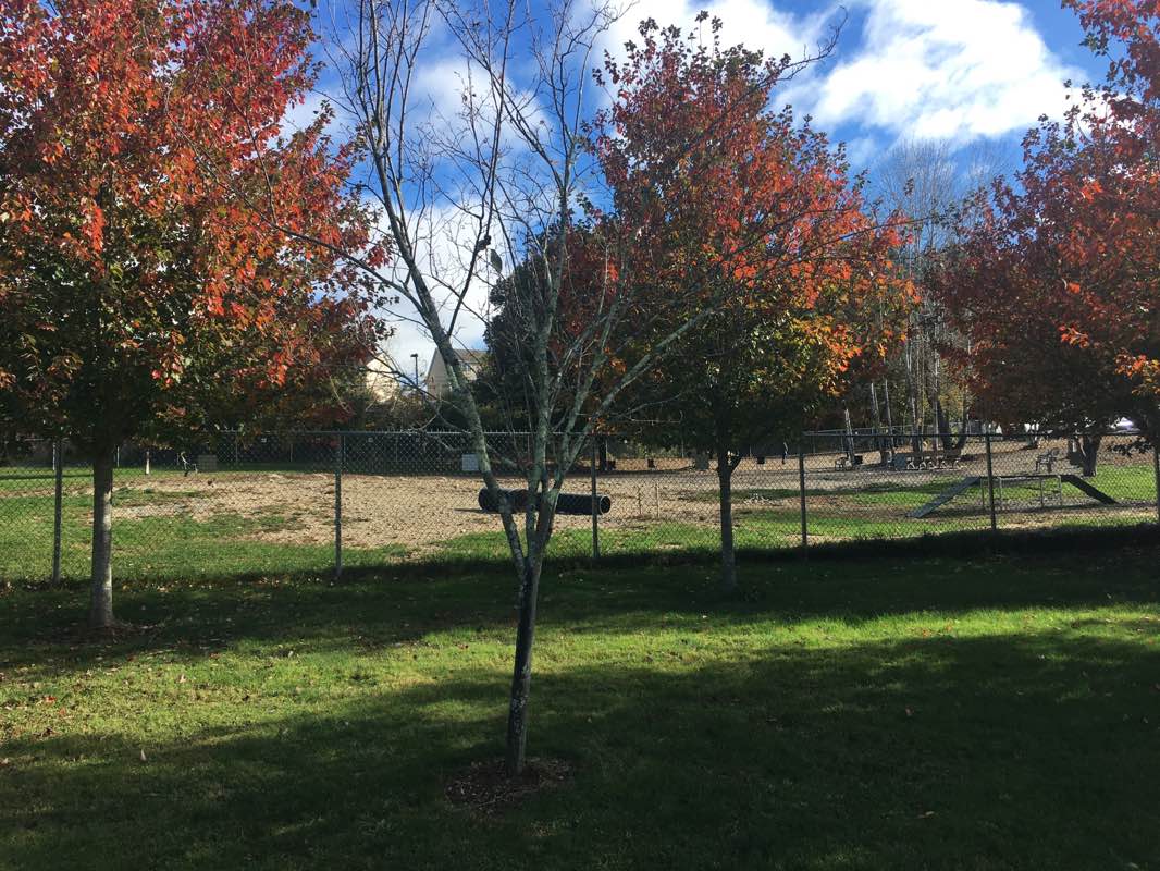 walking near me in Benson Park in winter