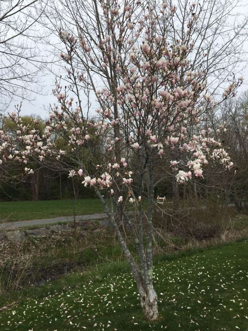 walking near me in Verterans Memorial Park in winter