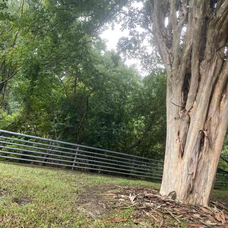 stacey.collum post 1