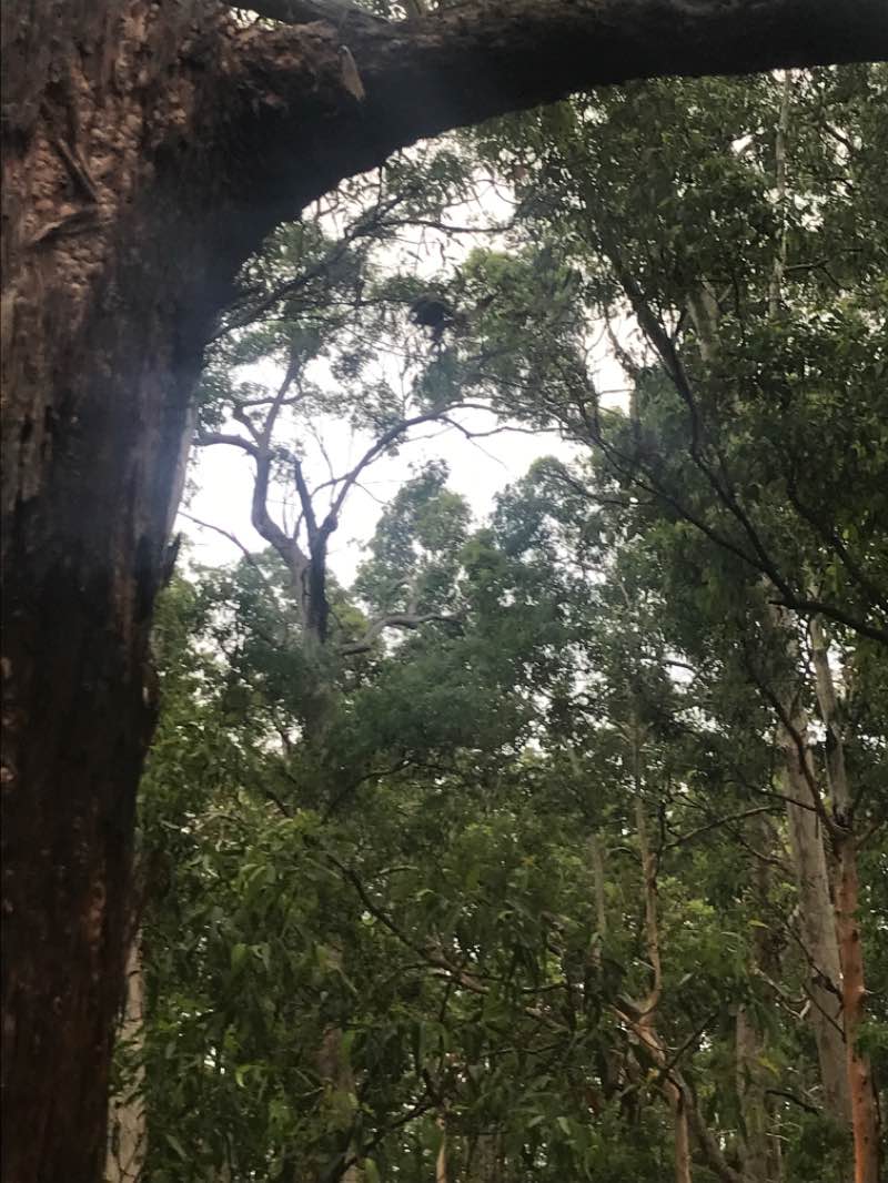 walking near me in Samford Conservation Park in summer
