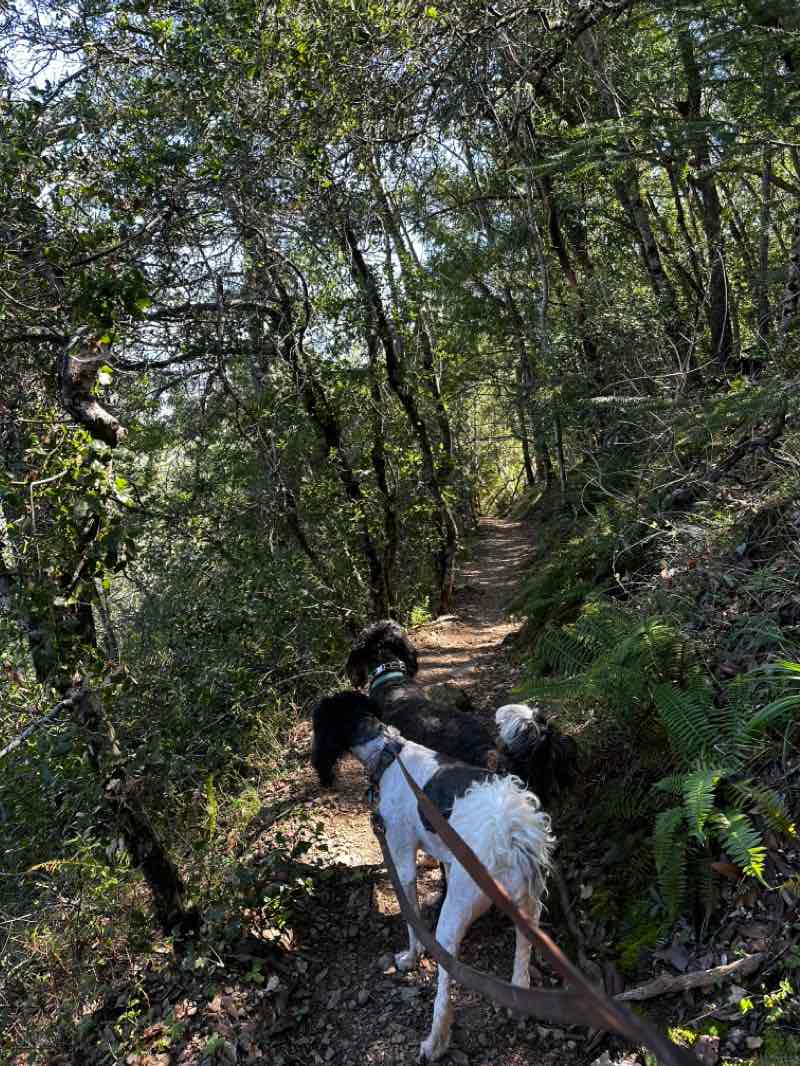 walking near me in Uvas Canyon County Park in winter