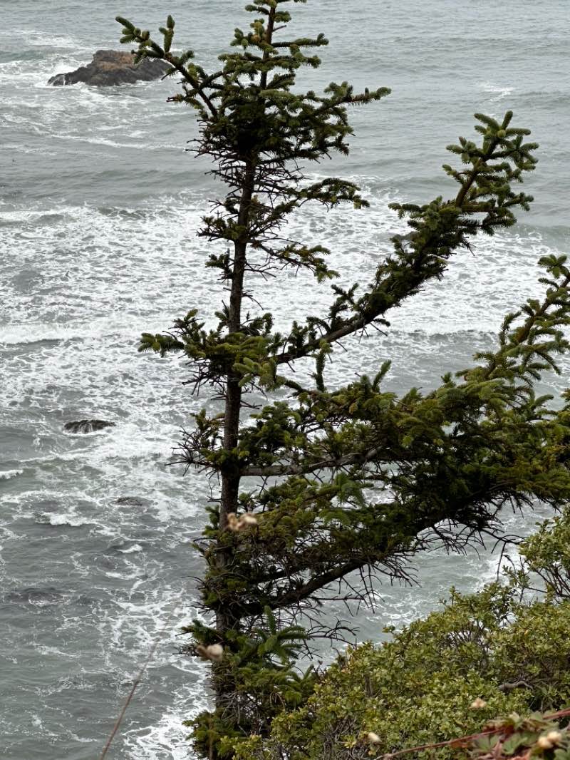 walking near me in Del Norte Coast Redwoods State Park in winter
