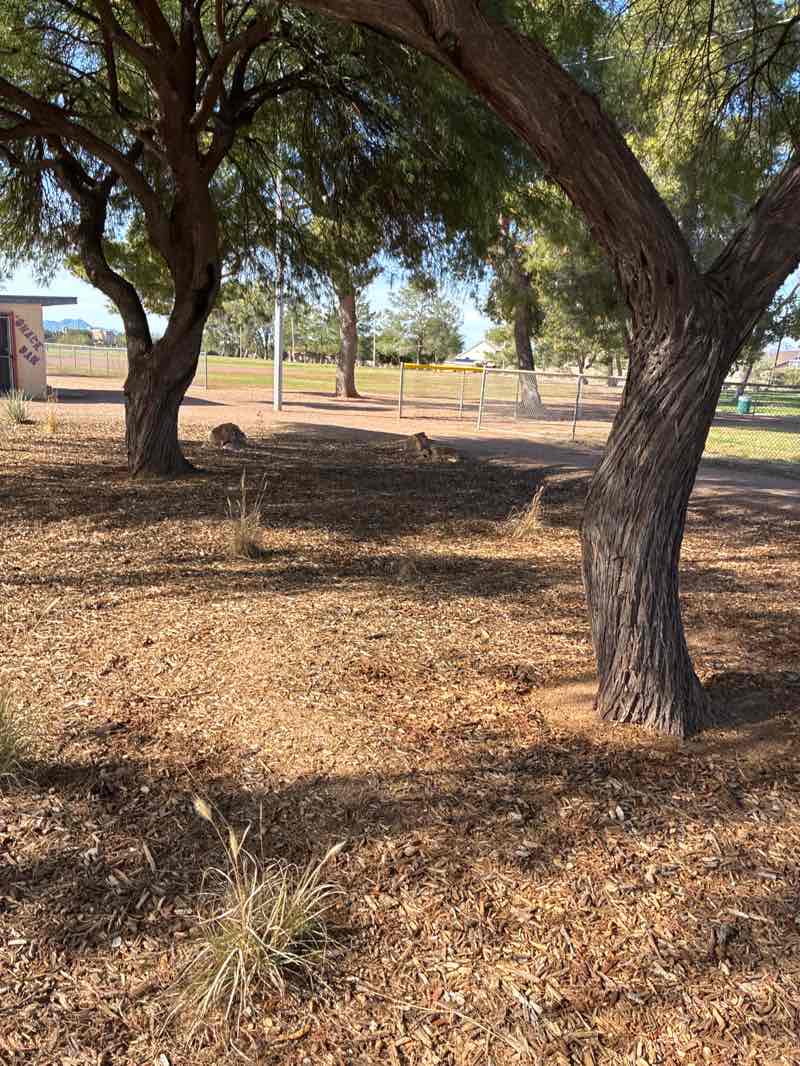 walking near me in Jesse Owens Park in winter