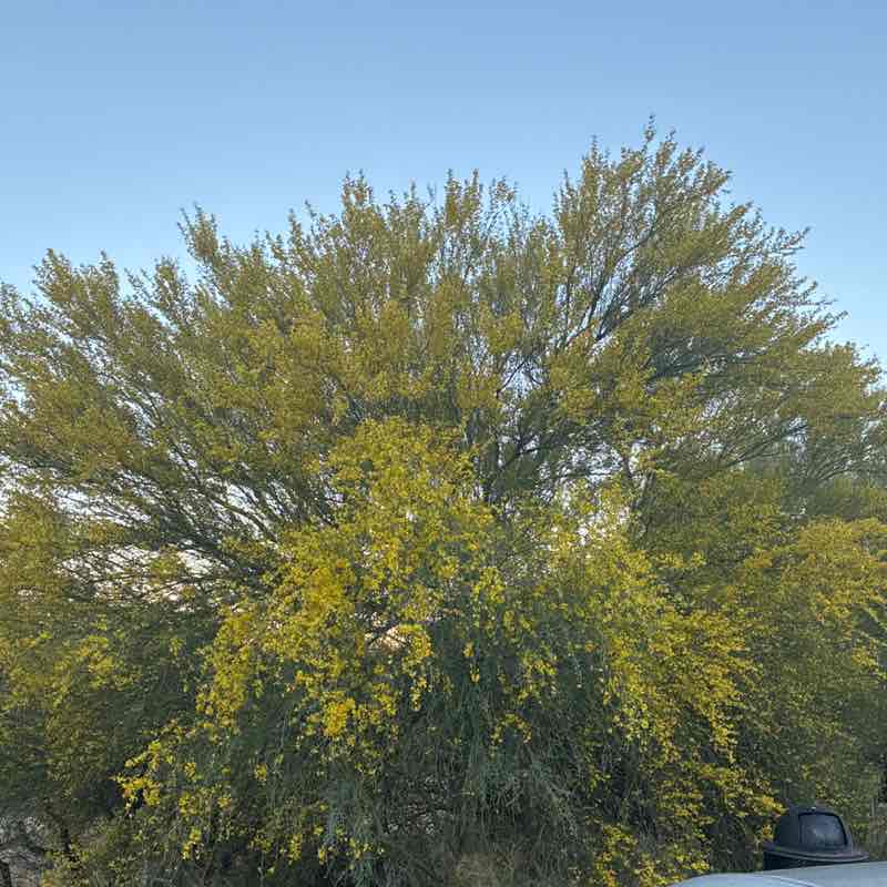 CatalinaTucson post 1