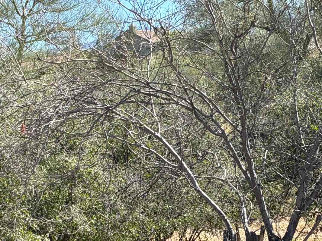 walking near me in Desert Vista Common Area C Recreation Area in spring