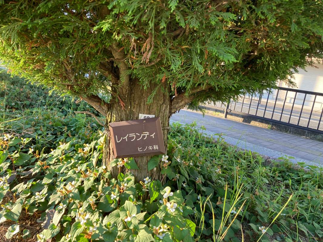 walking near me in Suehiro Park in winter