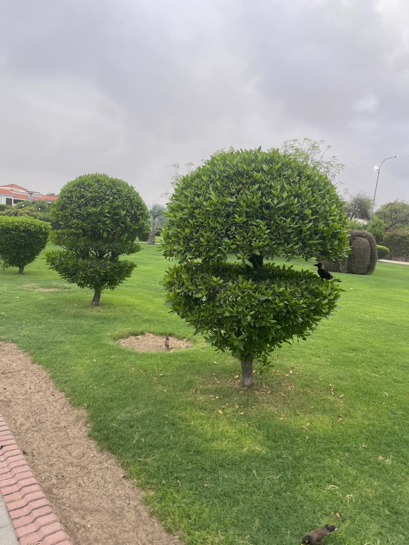walking near me in Bukhari Park in summer