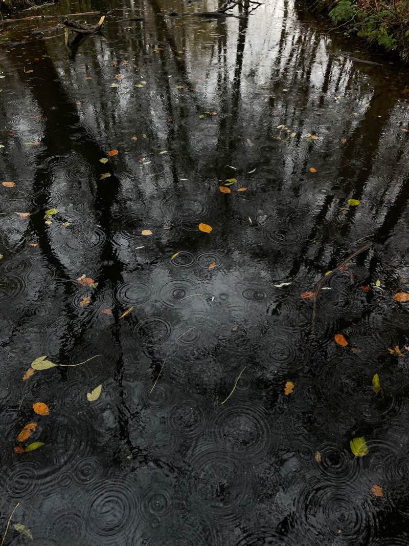walking near me in Leidse Hout in winter