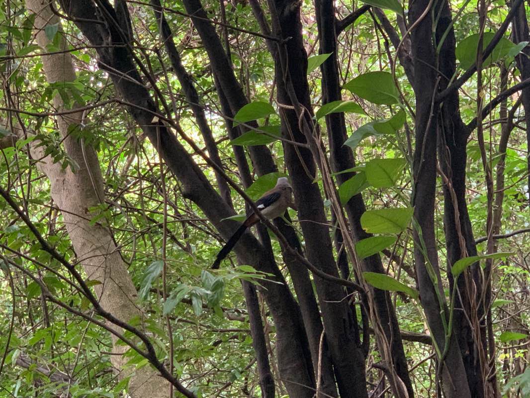 walking near me in 芝山公園 in winter