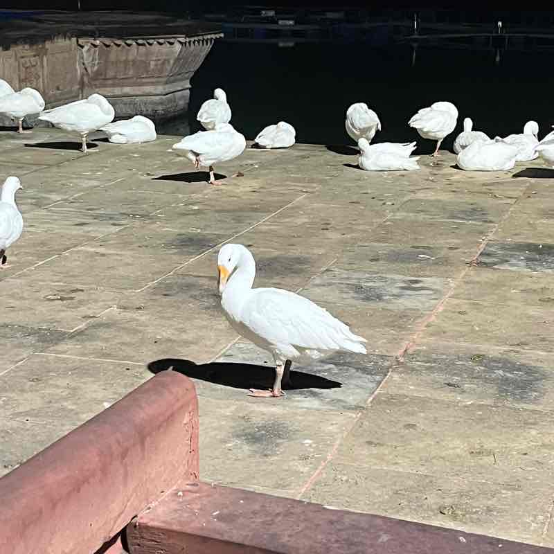 Chandan Chaudhary post 1