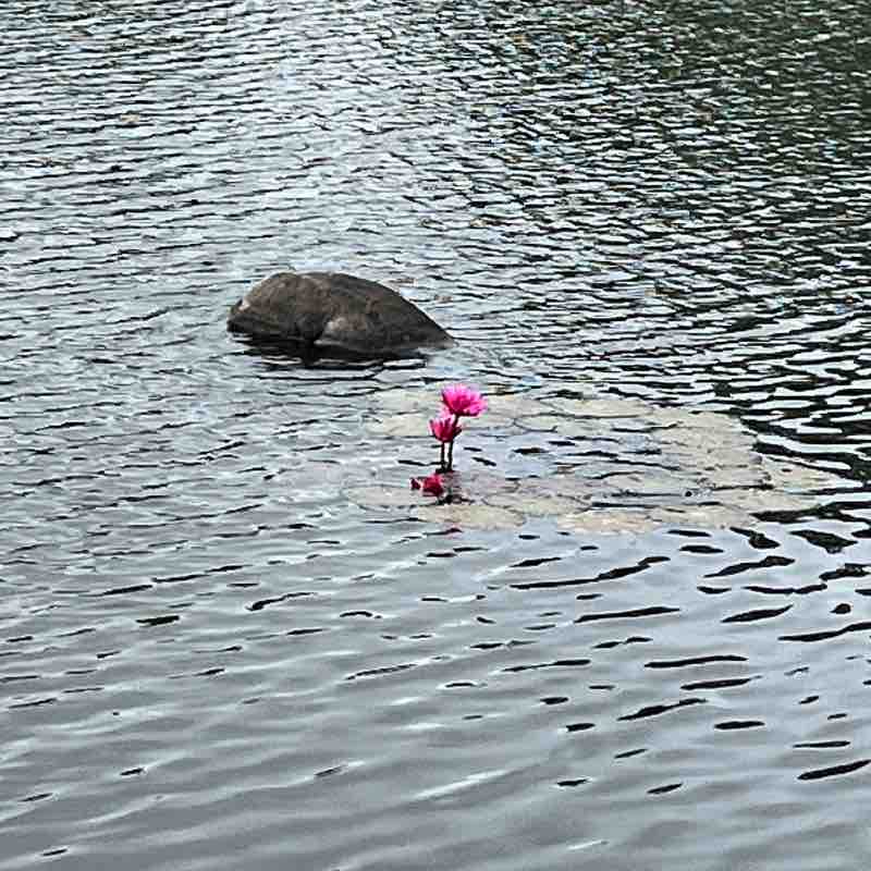 Chandan Chaudhary post 1