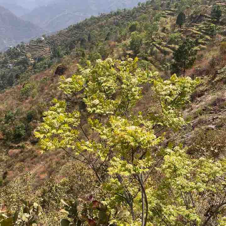 Chandan Chaudhary post 1
