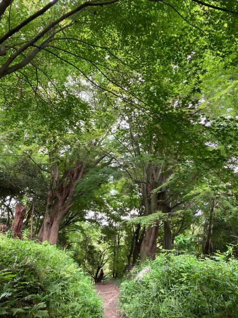 walking near me in 府民の森 ぬかた園地 in summer
