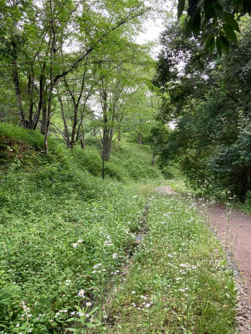 walking near me in 三段池公園 in summer