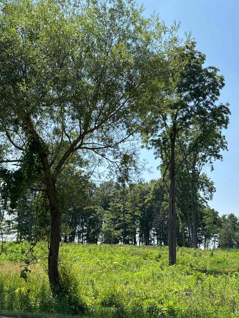 walking near me in Braemar Park in summer