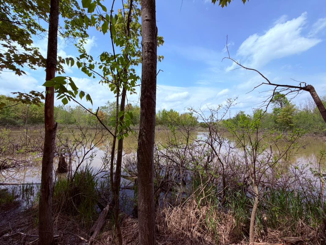 walking near me in Calvin University Ecosystem Preserve in summer