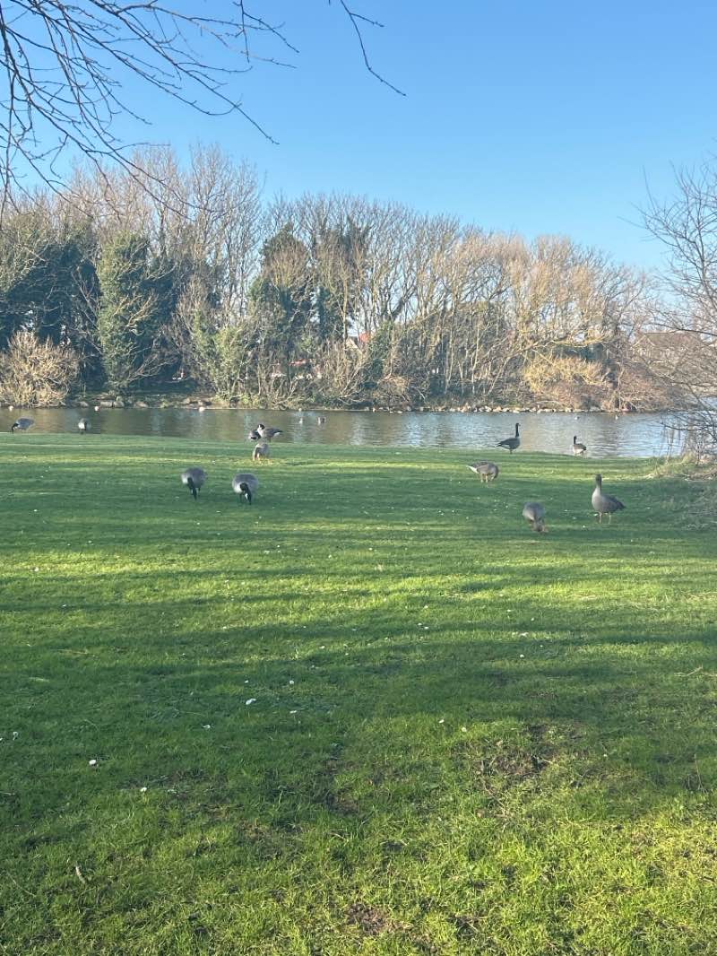 walking near me in Fairhaven Lake in spring