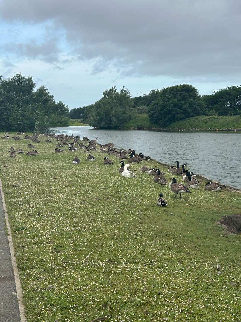 walking near me in Fairhaven Lake in summer