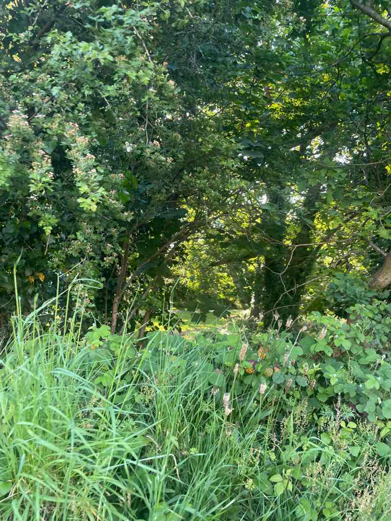 walking near me in Southampton Common in spring