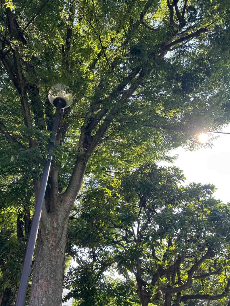 walking near me in Amanuma Bentenike Park in summer