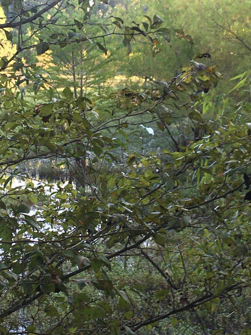 walking near me in Ocmulgee Mounds National Historical Park in winter