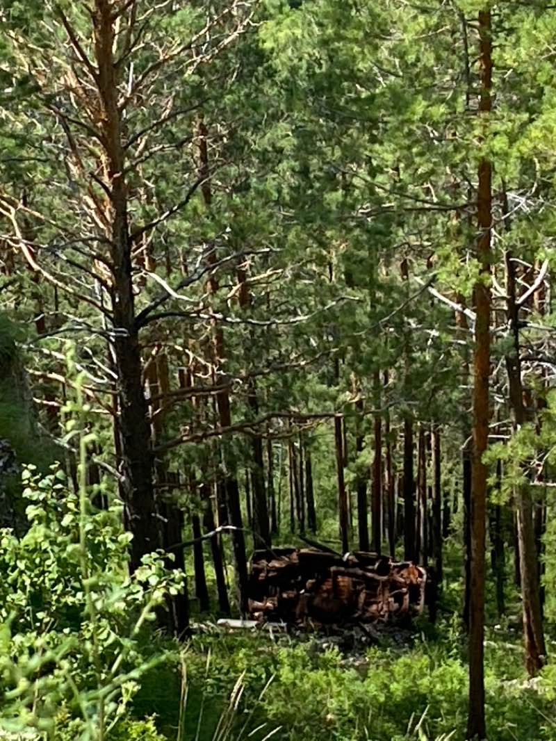 walking near me in Роща "Молодежная" in autumn