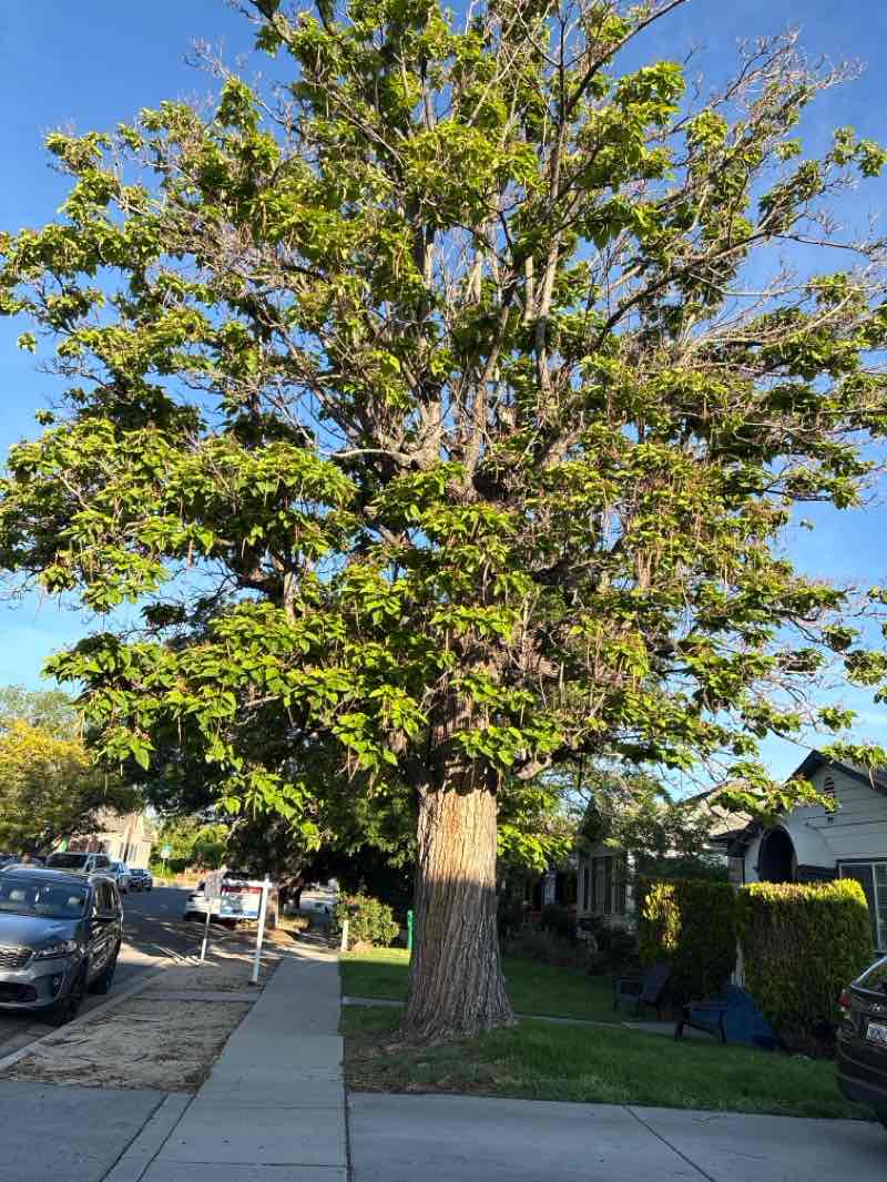 walking near me in James C. Lillard Railroad Park in summer