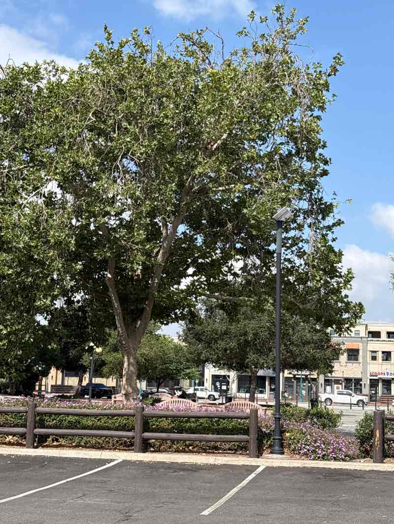 walking near me in Civic Center Park in summer