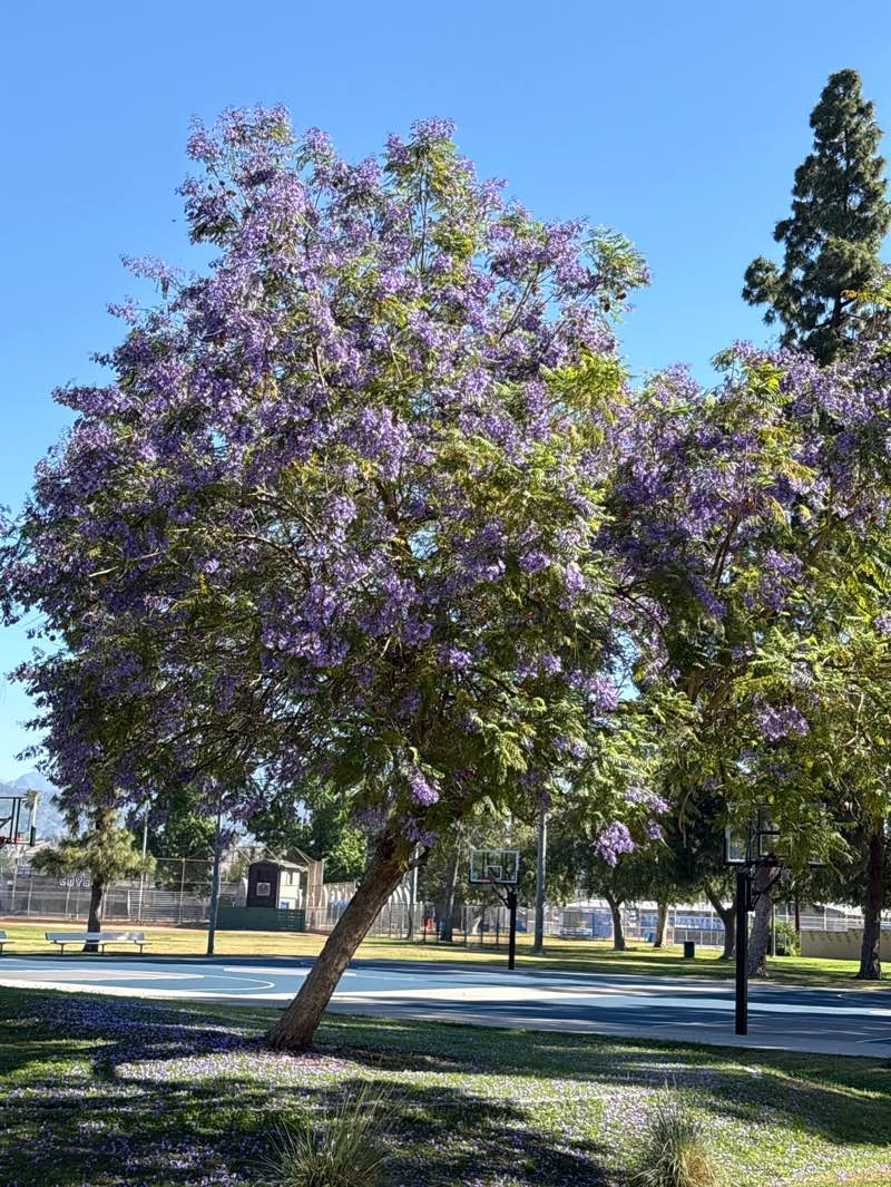 walking near me in Charter Oak Park in spring