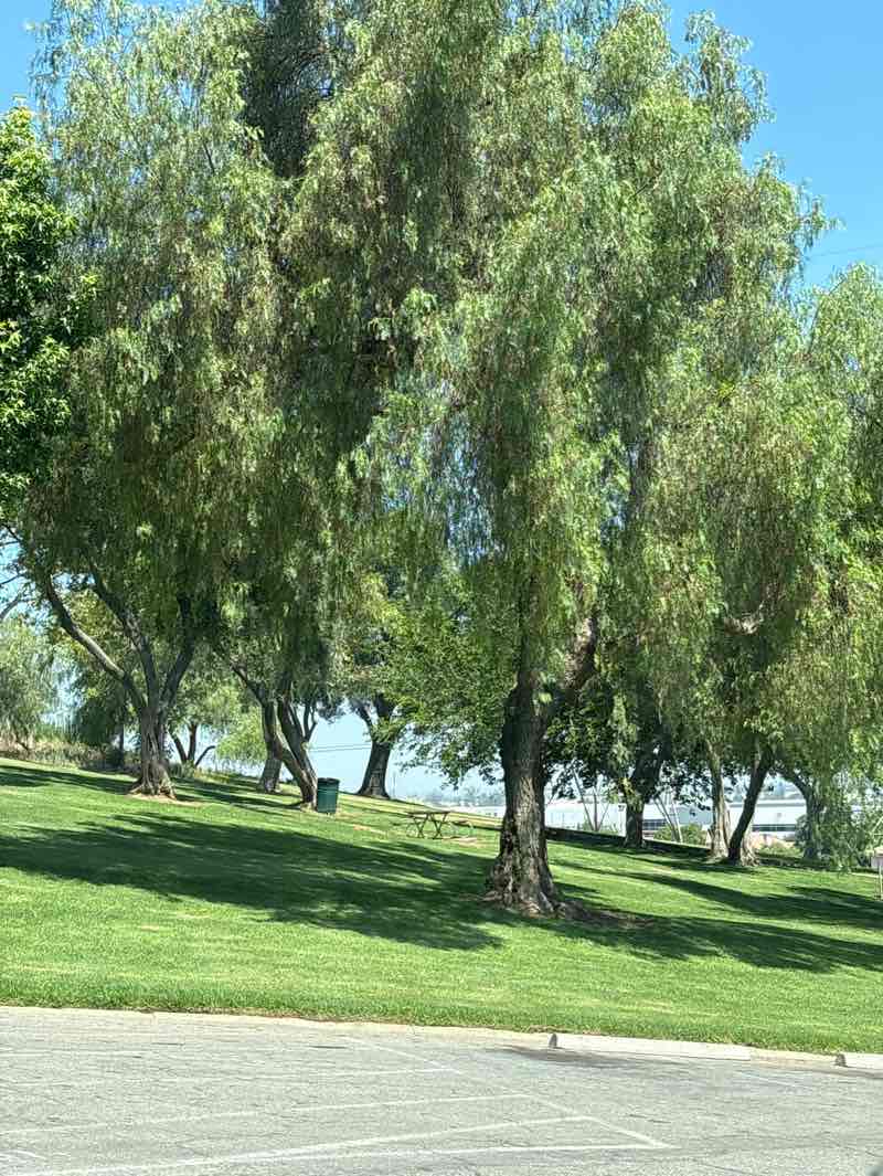 walking near me in Martin Tudor Jurupa Hills Park in summer