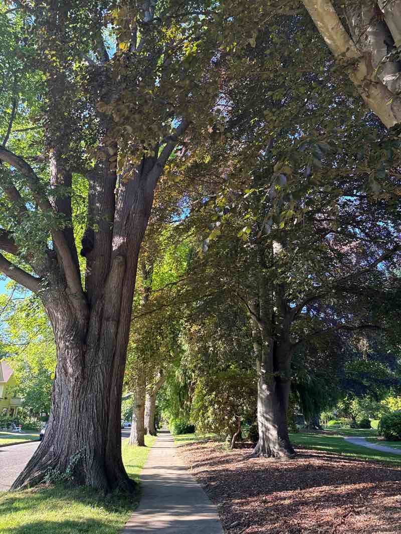 walking near me in Elizabeth Park in summer