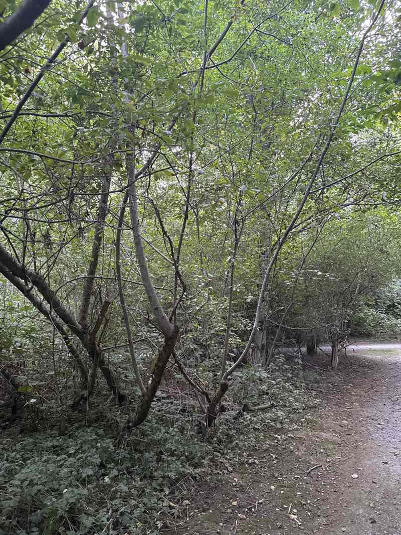 walking near me in Happy Valley Park in summer