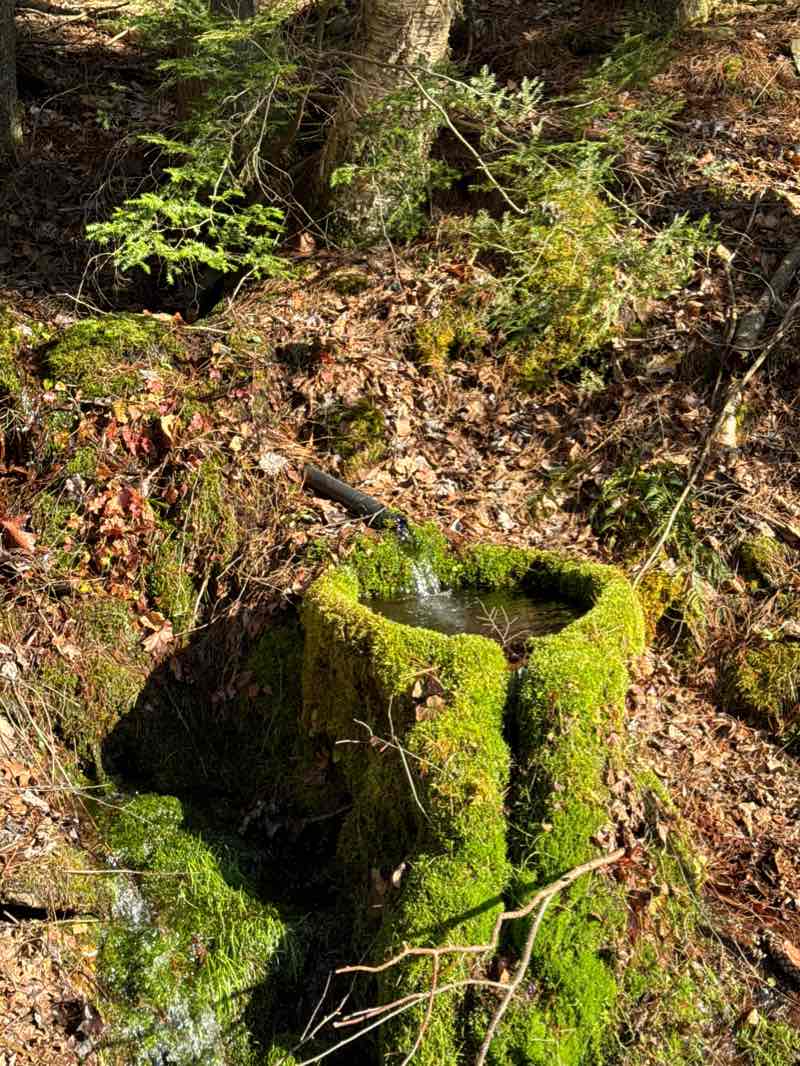 walking near me in Loyalsock State Forest in winter