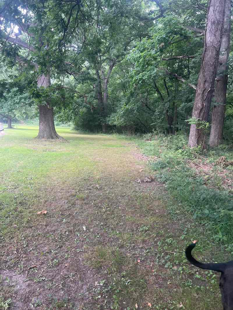walking near me in Brezina Woods in summer